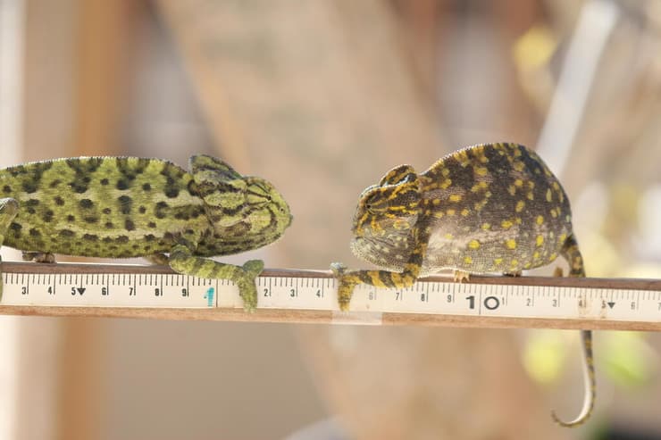 זכר דומיננטי משמאל מול נקבה