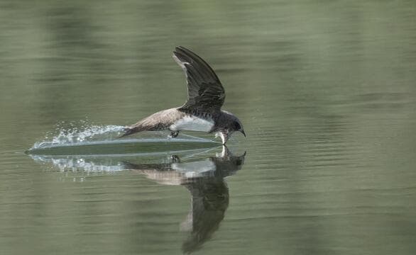 סיס הרים בנתיב הל"ה (צילום: אמיר בן דב) סיס הרים בנתיב הל"ה