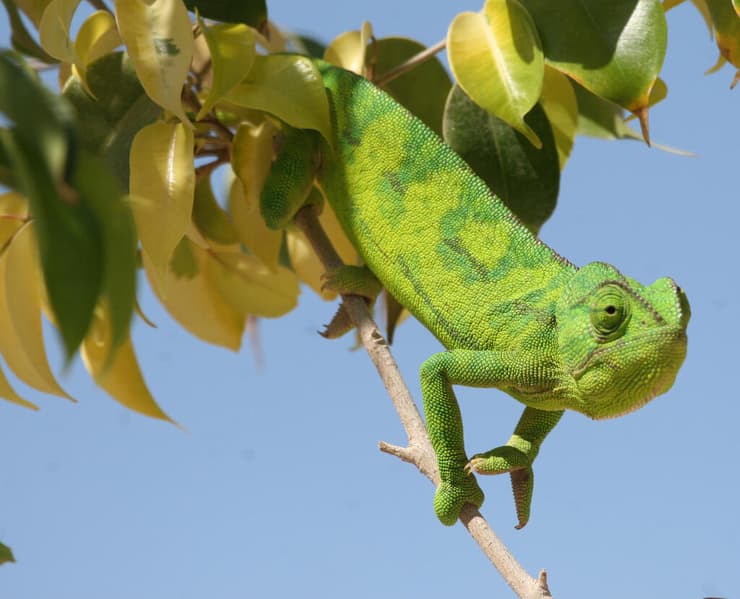 זיקית ים-תיכונית