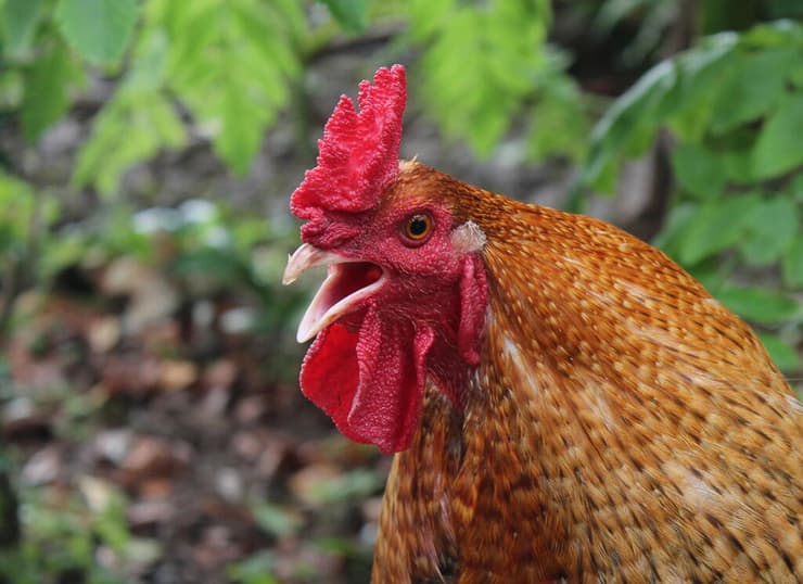 תרנגול. מישהי איימה על הגבריות של הזכר? (צילום: שמואל מוניץ) תרנגול