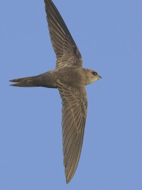 סיס חיוור בנאות הכיכר (צילום: אמיר בן דב) סיס חיוור בנאות הכיכר