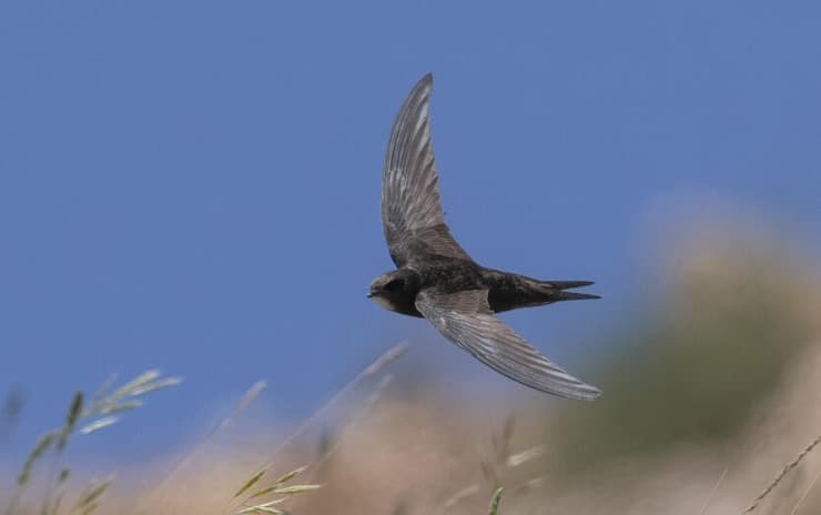 סיס החומות באזור החרמון (צילום: אמיר בן דב) סיס החומות באזור החרמון