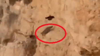 השועל מוקף בעיגול ועורב לידו