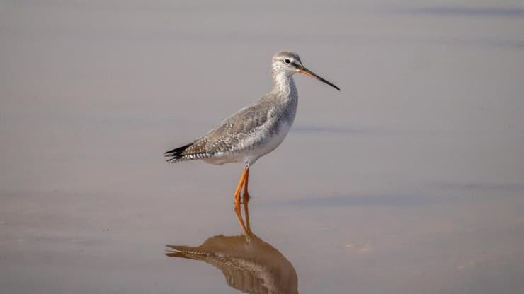 ביצנית אדומת-רגל שנצפתה לראשונה בפארק אריאל שרון (צילום: יובל דקס) ביצנית אדומת-רגל שנצפתה לראשונה בפארק אריאל שרון