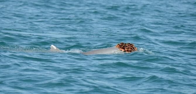 דולפין סוסא אוסטרלי חובש ספוג ככובע