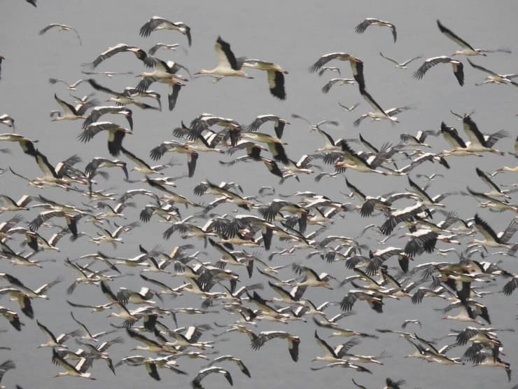 נדידה באוז אגמון החולה (צילום: ענבר שלומית רובין, קק"ל) ציפורים נודדות