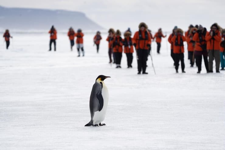 פינגווין קיסרי בודד ניצב מול קבוצת תיירים על קרח הים באנטארקטיקה (צילום: miolmor / shutterstock) פינגווין קיסרי בודד ניצב מול קבוצת תיירים על קרח הים באנטארקטיקה
