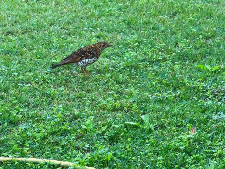קיכלי זהבהב שתועד בקיבוץ כפר הנשיא (צילום: אילן גינות) קיכלי זהבהב שתועד בקיבוץ כפר הנשיא