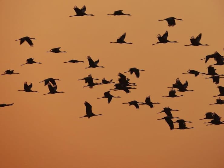 בדרך לאפריקה (צילום: ענבר שלומית רובין, קק"ל) ציפורים נודדות