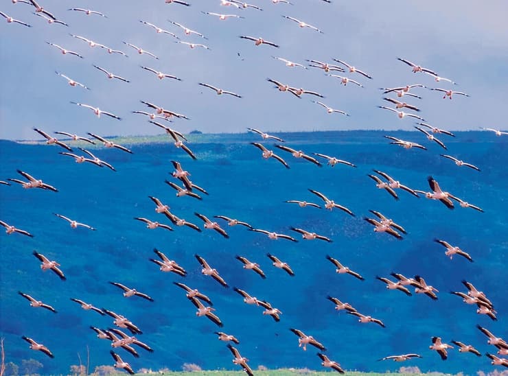 עונת הנדידה צפונה החלה (צילום: ענבר שלומית רובין, קק״ל) yk14589337