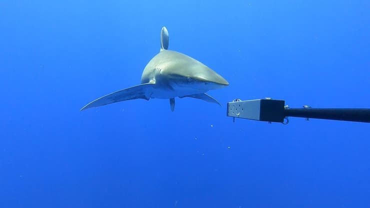 כריש ארך-גף שתועד בסביבות איי קיימן (צילום: Blue Belt’ Programme's Global Ocean Wildlife Analysis Network/Cover Images/Reuters) כריש ארך-גף שתועד בסביבות איי קיימן