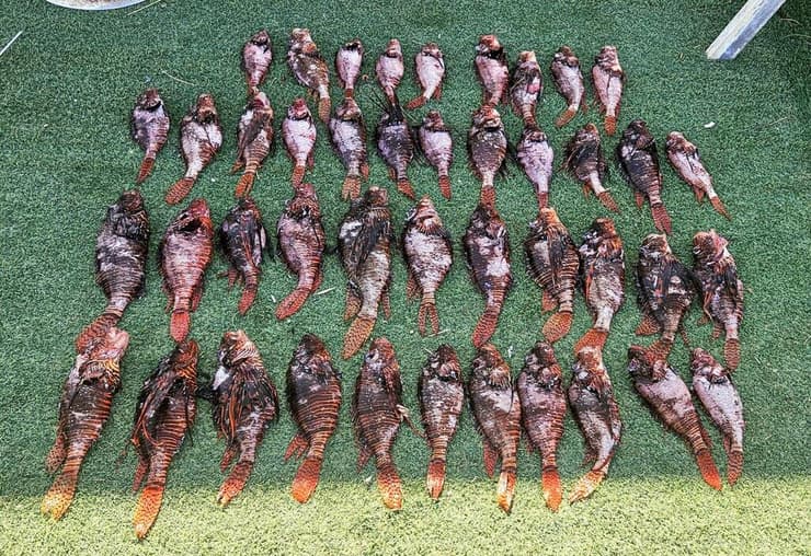 איסוף פרטים למחקר