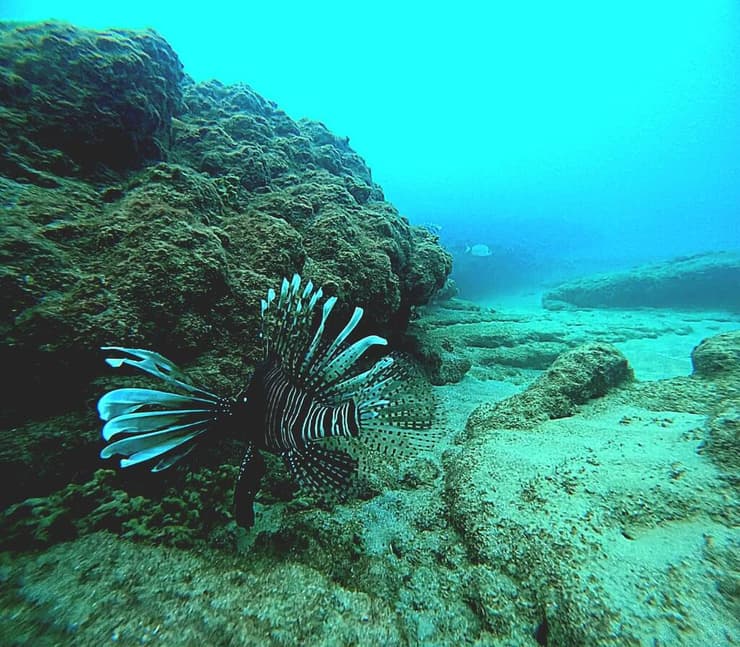 זהרון הדר בשמורת ראש הנקרה-אכזיב