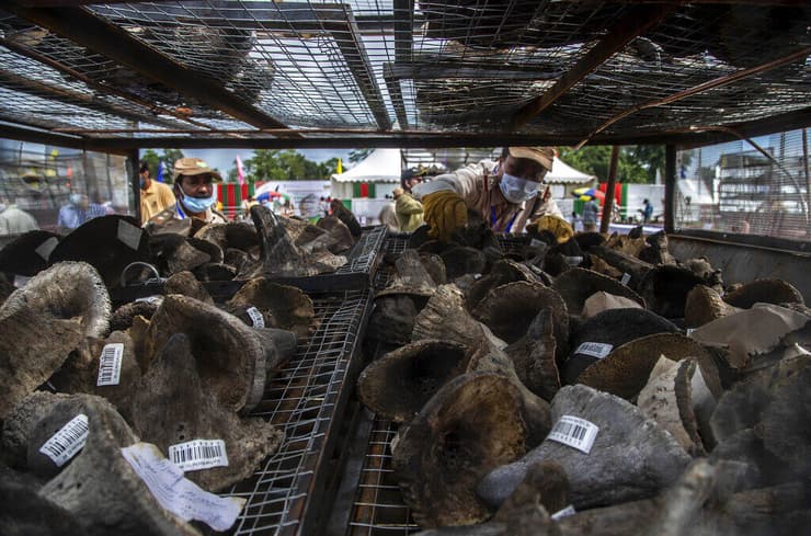 תפיסת הברחת קרני קרנפים בהודו (צילום: Anupam Nath/AP) תפיסת הברחת קרני קרנפים בהודו