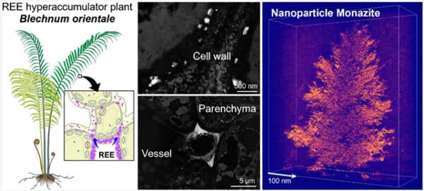 הצמחים שמייצרים גבישים (צילום: He et al., Environ. Sci. Technol., 2025, מתוך המחקר) הצמחים שמייצרים