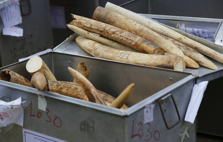 סיכול הברחת חיטי פילים בווייטנאם (צילום: Tran Van Minh/AP) סיכול הברחת חיטי פילים בווייטנאם