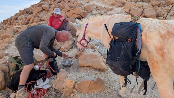 חמור חולץ מבריכת נעמה בנחל צאלים