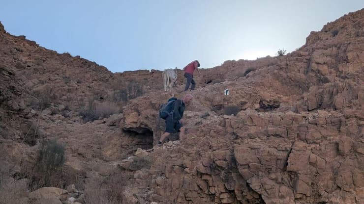 חמור חולץ מבריכת נעמה בנחל צאלים