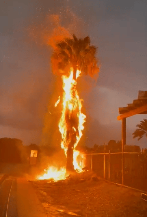 עץ עולה באש בקיבוץ גשר בשל פגיעת ברק 