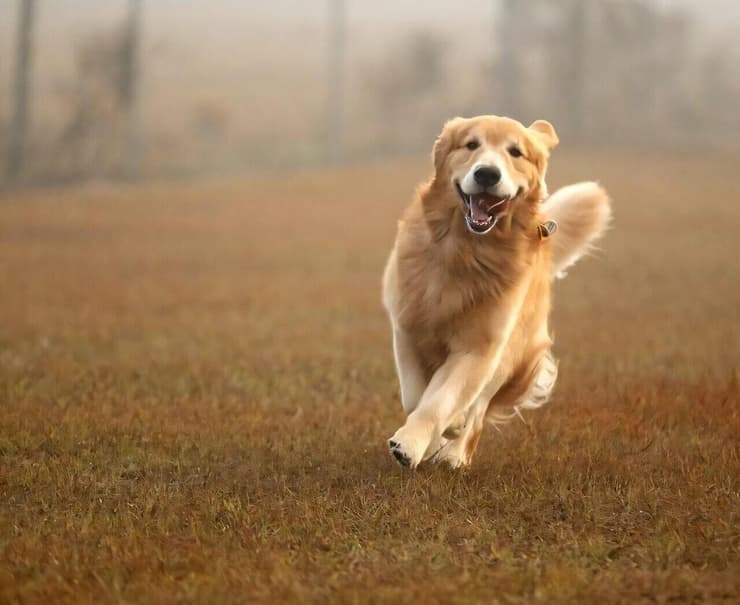 כלב גולדן רטריבר, שהשתתף במחקר, מפגין "התנהגות טובה"