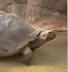 גרמה. בן 141 במותה