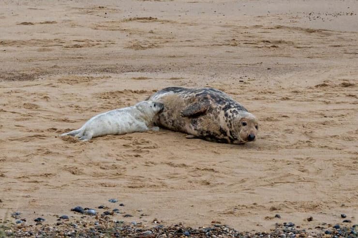 גור של כלב ים אפור אטלנטי יונק חלב מאימו