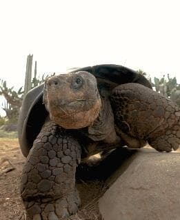 גרמה, סבלה מבעיות רפואיות