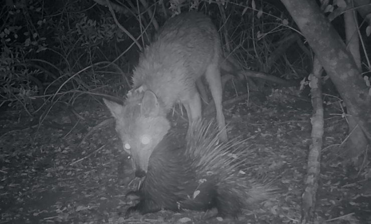 נקבת התן והדוברן שצדה