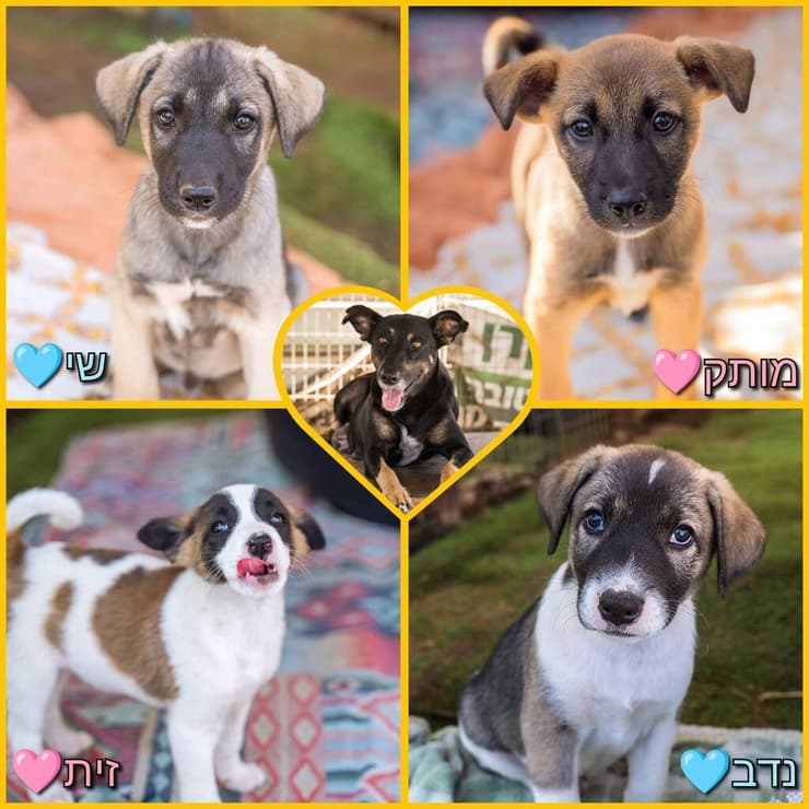 גורים של טובה