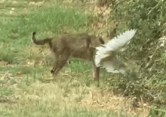 חתול ביצות צד לבנית