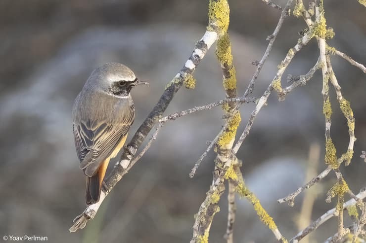 חכלילית עצים