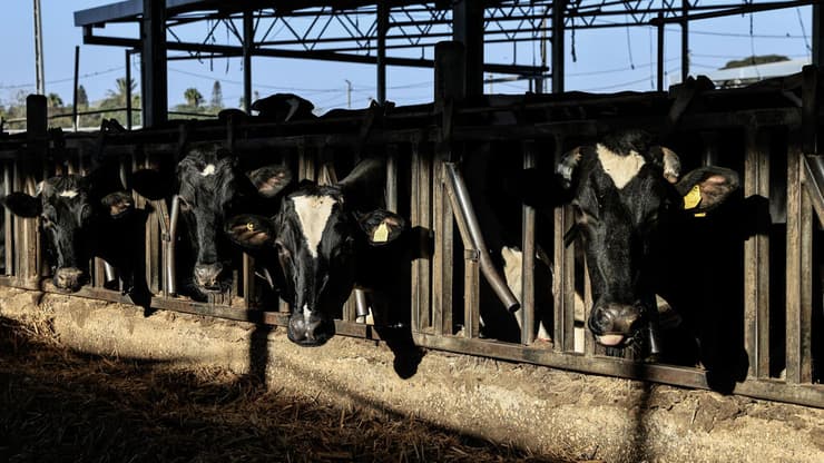 רפת בקיבוץ חולית רפת קיבוץ חולית