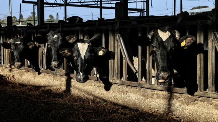 רפת רפת קיבוץ חולית