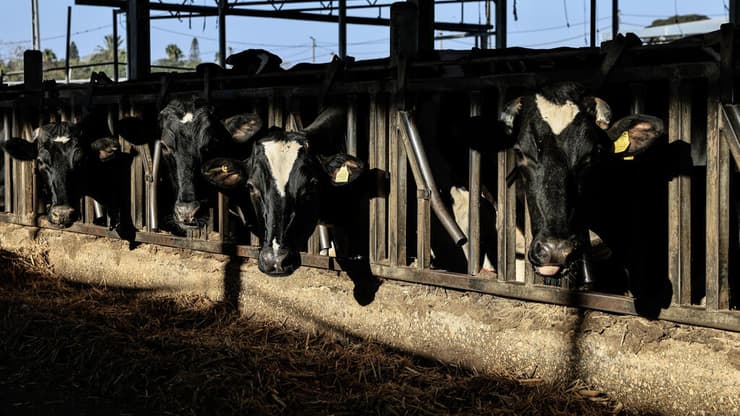 רפת רפת קיבוץ חולית