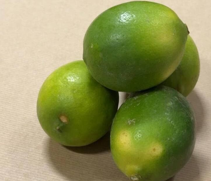 לימון מאייר