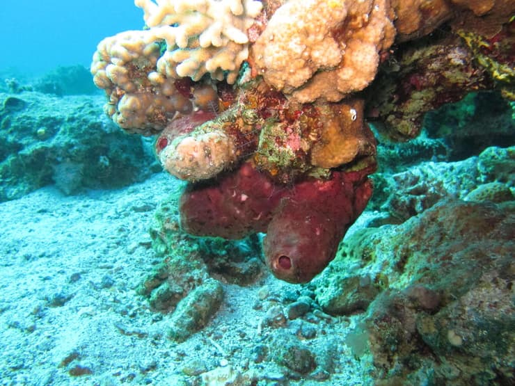 הספוג תאונלה סווינהואי