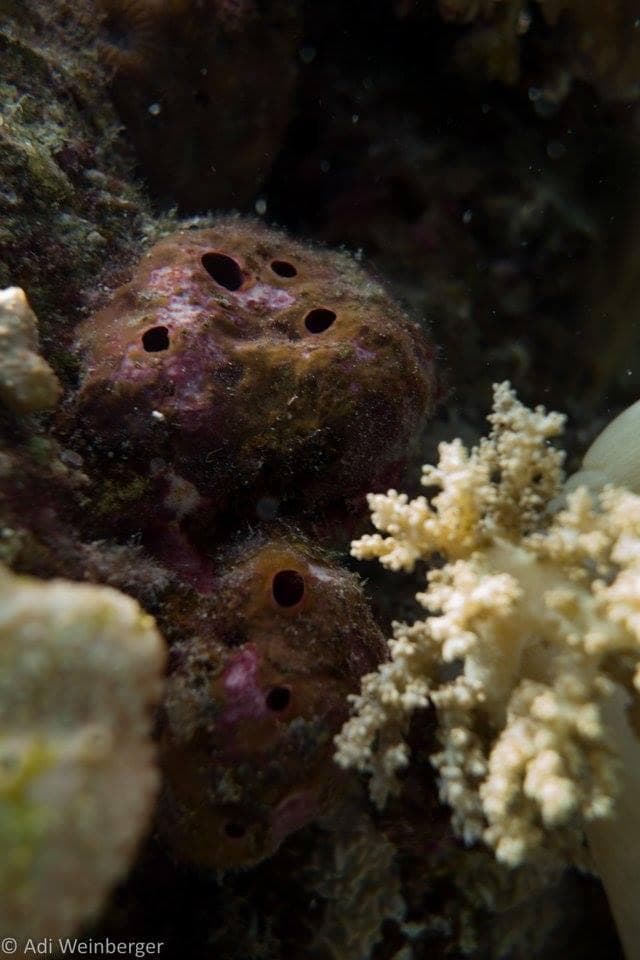 הספוג תאונלה סווינהואי באילת