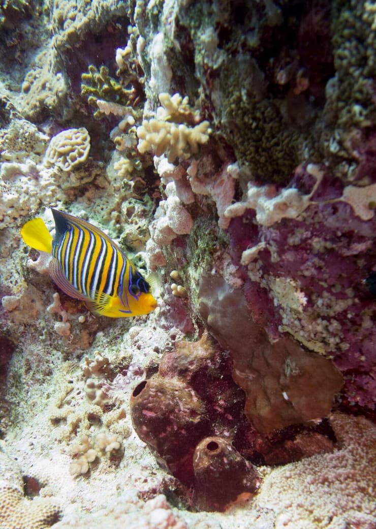הספוג תאונלה סווינהואי (בתחתית התמונה) בסיני