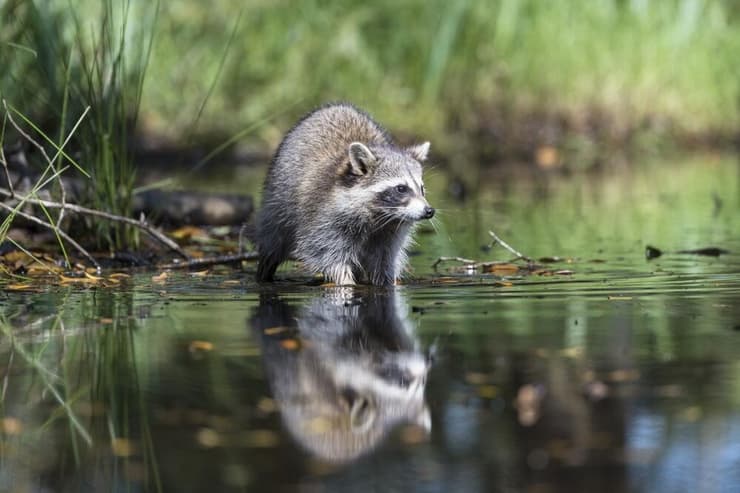 דביבון מצוי בסביבה הכפרית בארצות הברית