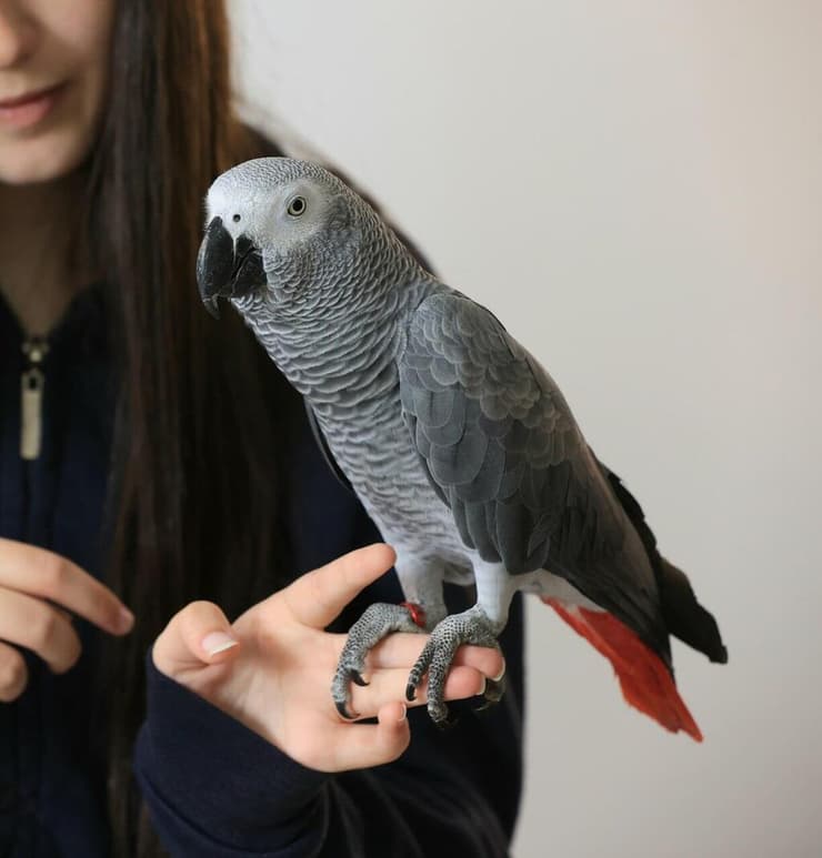 התוכי שהוחזר לבעליו