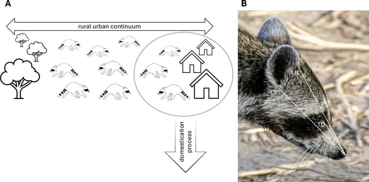 השוואה בין דביבונים בסביבה הכפרית לבין דביבונים בסביבה העירונית בארצות הברית, וההשפעה שיש לכך על אורך החוטם כחלק מתהליך הביות שעברו הדביבונים באזורים העירוניים