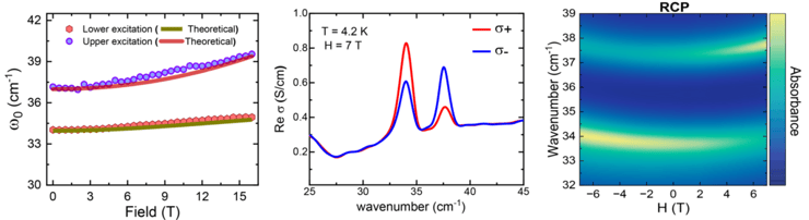 גרף שמאלי: תלות של התדירות של התנודות המגנטיות בחומר (מגנונים) בשדה המגנטי. הנקודות נלקחו מהמדידה והקו הוא התיאוריה של מודל קיטאייב שמראה התאמה טובה מאוד ביניהם. גרף מרכזי: המוליכות הכיראלית של החומר כפי שנמדדה בניסוי ומראה ששתי התנודות הקולקטיביות מפתחות תלות בקיטוב המעגלי של האור, כאשר אחד מגיב יותר לקיטוב מעגלי שמאלי (+) והשני לקיטוב מעגלי ימני (-). גרף ימני: תמונת צבע המדגימה את חוזקת בליעת האור החומר בתלות בשדה מגנטי. ניתן לראות כי כל תנודה מגנטית מגיבה שונה בשדה מגנטי חיובי מול שדה מגנטי שלילי ובנוסף תגובה הפוכה האחד לשני, מה שמוכיח את ההתנהגות הכיראלית שלהם (איור: באדיבות אוניברסיטת אריאל) גרף שמאלי: תלות של התדירות של התנודות המגנטיות בחומר (מגנונים) בשדה המגנטי. הנקודות נלקחו מהמדידה והקו הוא התיאוריה של מודל קיטאייב שמראה התאמה טובה מאוד ביניהם. גרף מרכזי: המוליכות הכיראלית של החומר כפי שנמדדה בניסוי ומראה ששתי התנודות הקולקטיביות מפתחות תלות בקיטוב המעגלי של האור, כאשר אחד מגיב יותר לקיטוב מעגלי שמאלי (+) והשני לקיטוב מעגלי ימני (-). גרף ימני: תמונת צבע המדגימה את חוזקת בליעת האור החומר בתלות בשדה מגנטי. ניתן לראות כי כל תנודה מגנטית מגיבה שונה בשדה מגנטי חיובי מול שדה מגנטי שלילי ובנוסף תגובה הפוכה האחד לשני, מה שמוכיח את ההתנהגות הכיראלית שלהם