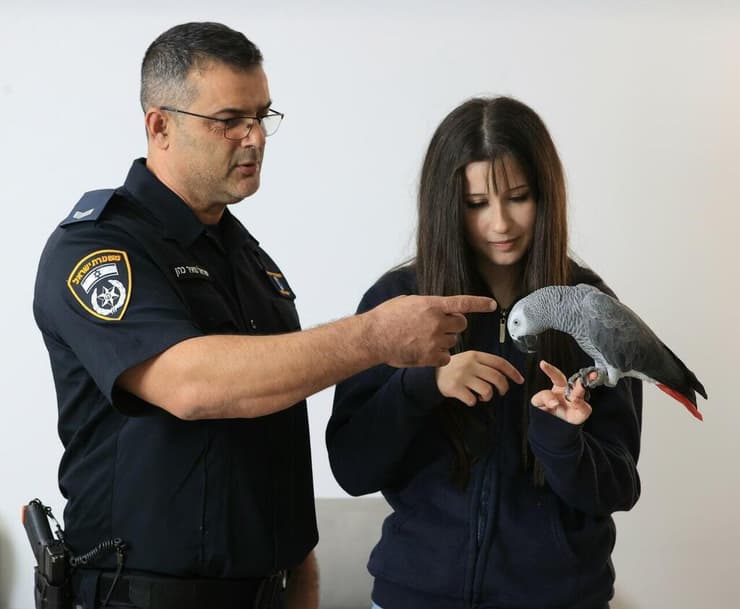 רס"ב ישראל כהן, ספיר ועקנין והתוכי אוסקר