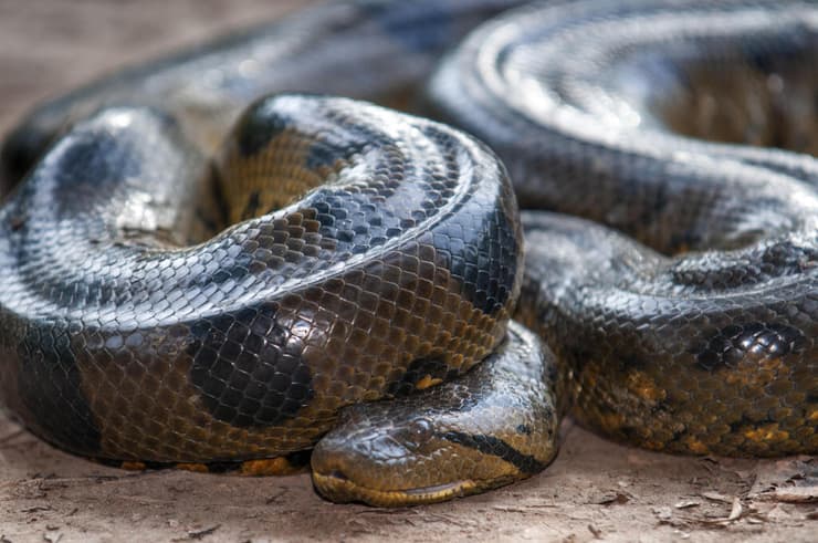 אנקונדה ירוקה