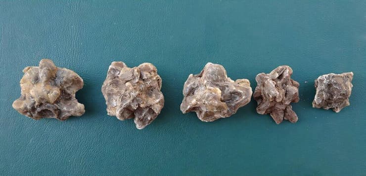 חלק מחוליות האנקונדה המאובנות שנבחנו במחקר