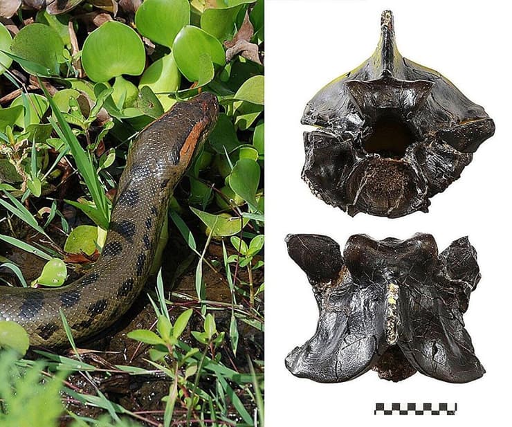 נחש אנקונדה וחוליות מאובנות מעמוד השדרה