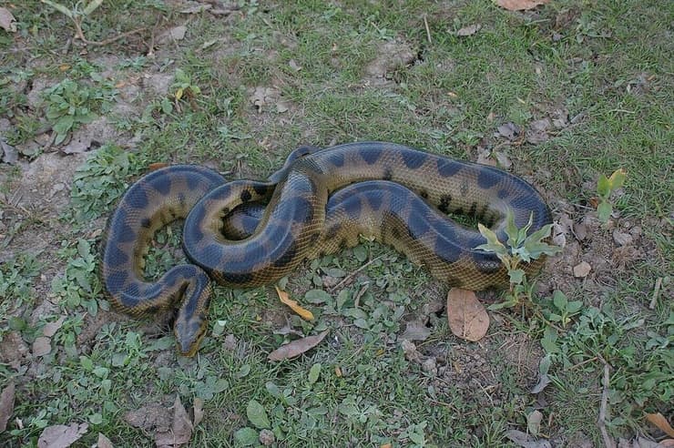 אנקונדה בוליביאנית