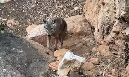 התן מתקרב למטייל