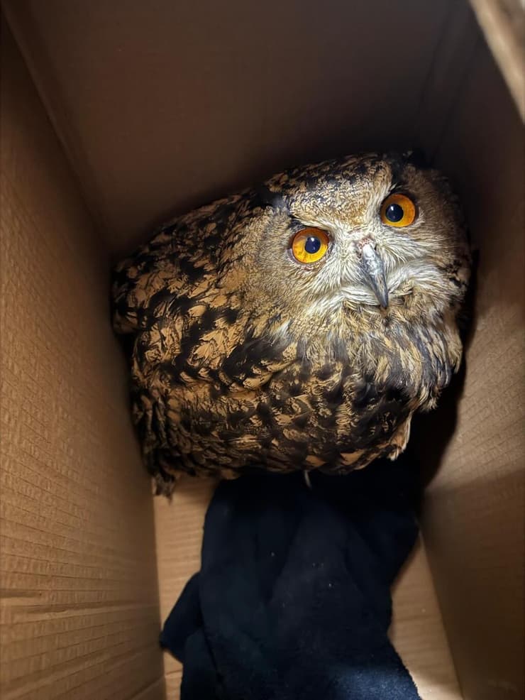 האוח העיטי, לאחר החילוץ