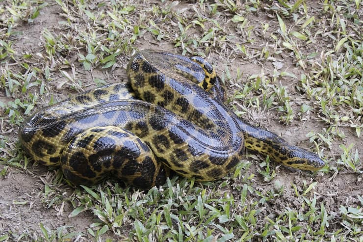 אנקונדה צהובה
